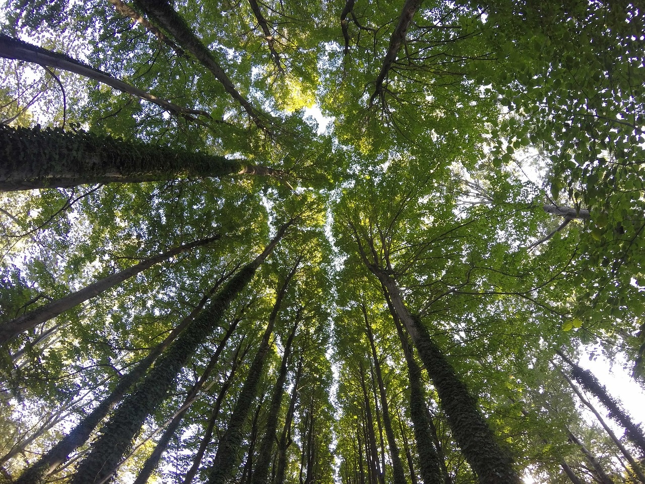 Stazione Elettrica Benevento III: Terna piantuma oltre 2000 alberi