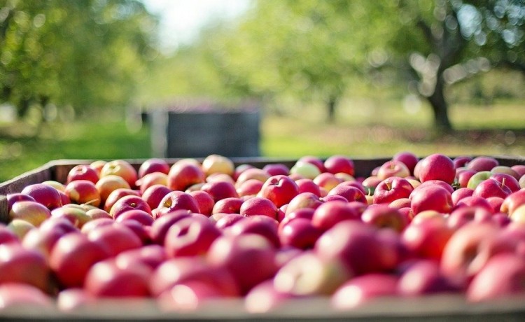 Coronavirus, corsie Ue salvano 4 mld di ortofrutta