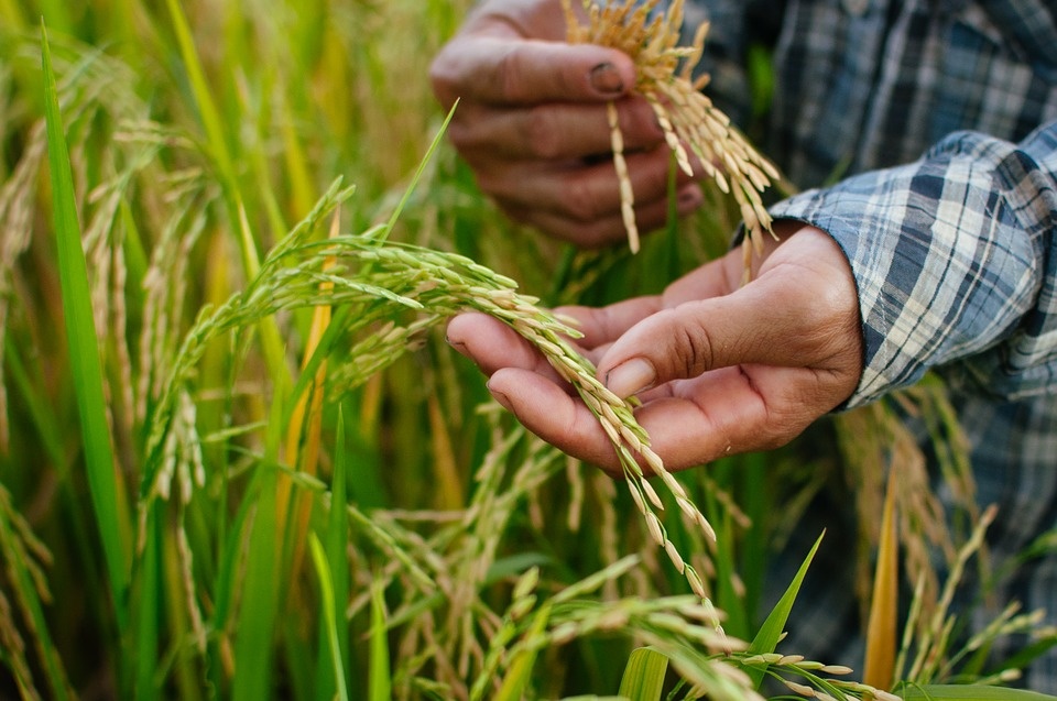 Coronavirus: le disposizioni anti-contagio per i lavoratori della filiera agroalimentare