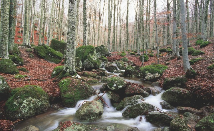 Earth Day, PEFC: no passi indietro su tutela delle foreste per proteggere clima e salute