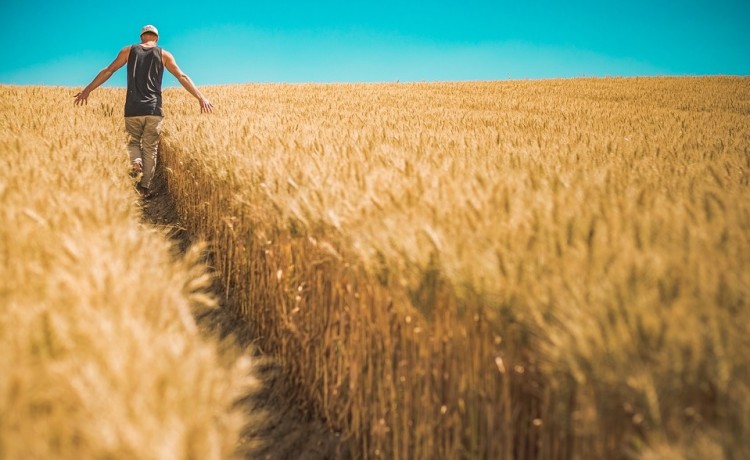 Coronavirus: vola il prezzo del grano supera quello del petrolio