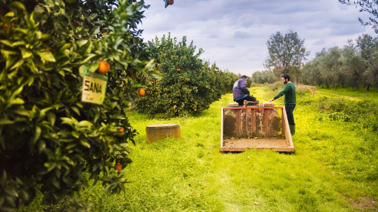 Save the Farm: con il frutteto aziendale, la frutta fresca arriva in ufficio 