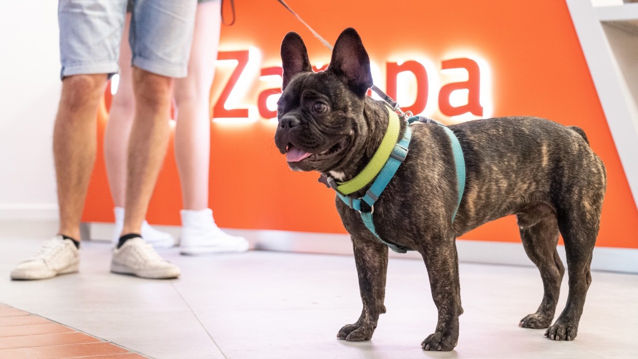 Venerdì 26 giugno si celebra la 'Giornata Mondiale dei cani in ufficio'