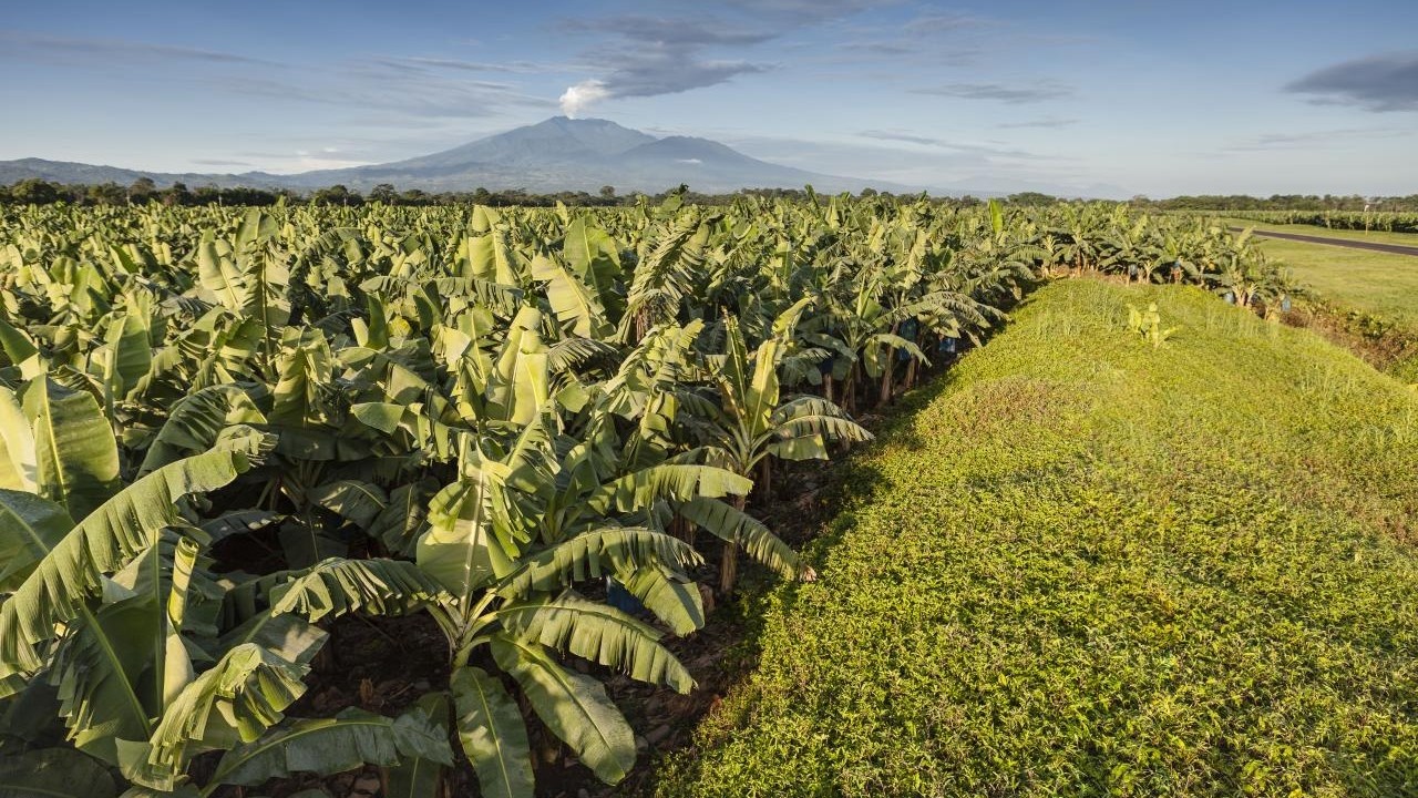 Chiquita lancia "30BY30", il suo programma di riduzione delle emissioni di CO2   