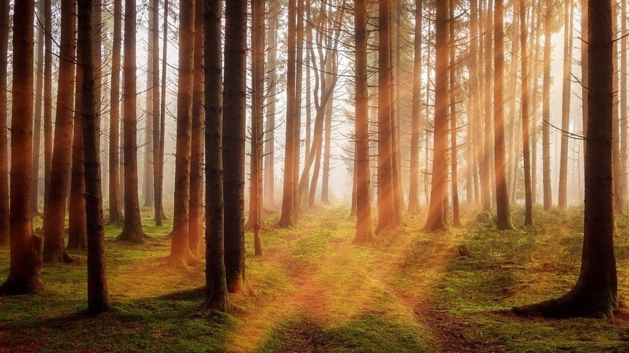 Industrie Chimiche Forestali: presentato il Bilancio di Sostenibilità 2020