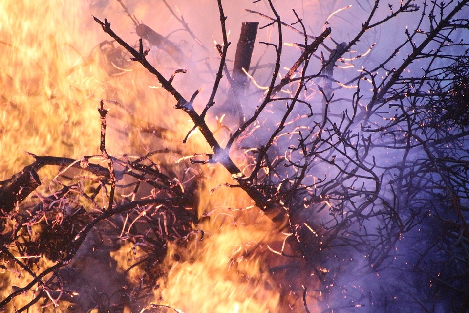 Incendi, Coldiretti: subito aiuti per le aziende agricole devastate