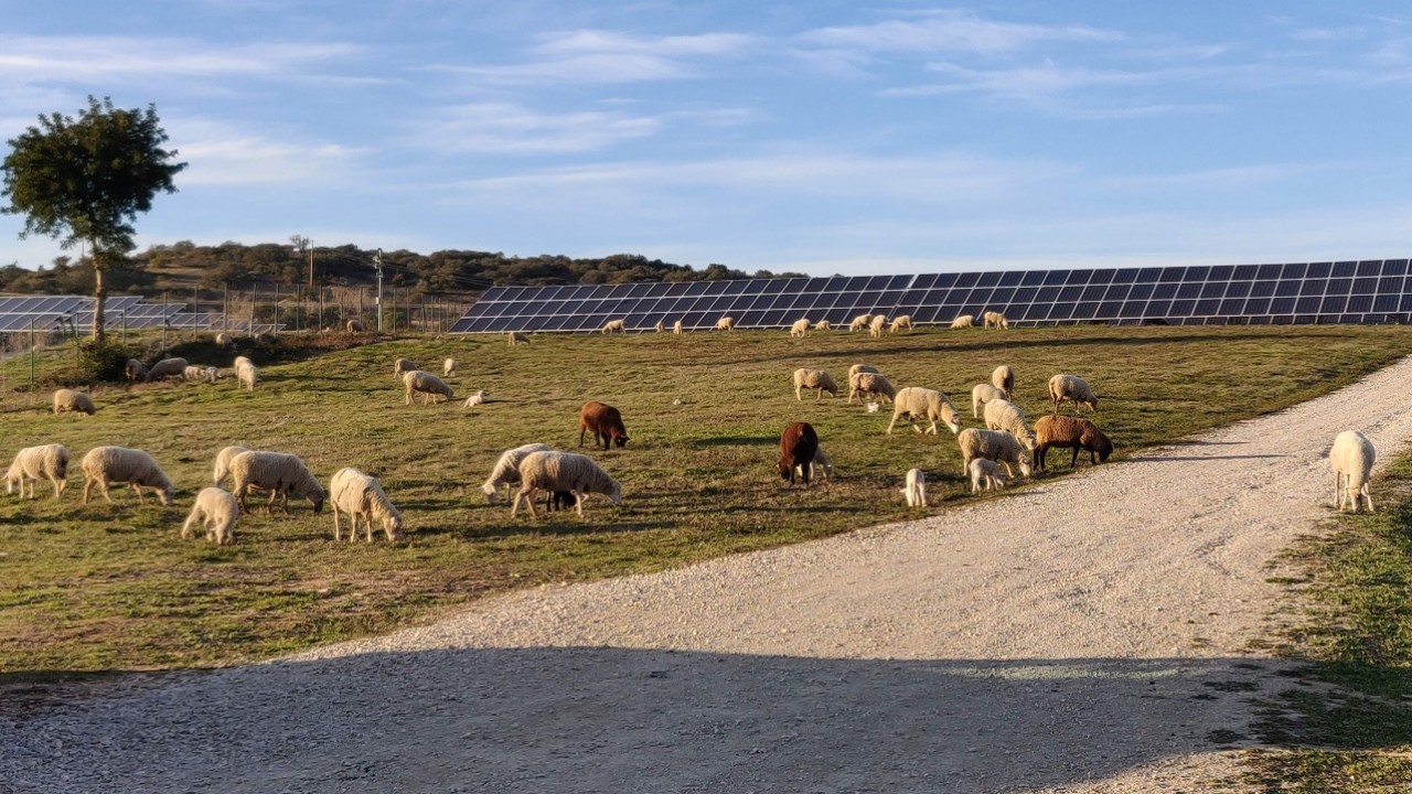 BNZ: un nuovo operatore indipendente entra nel mercato del fotovoltaico