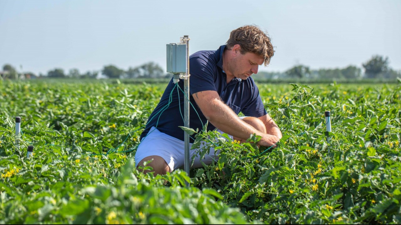 Nestlé Italia: meno 40% di acqua nei campi di pomodoro grazie a sonde “intelligenti”