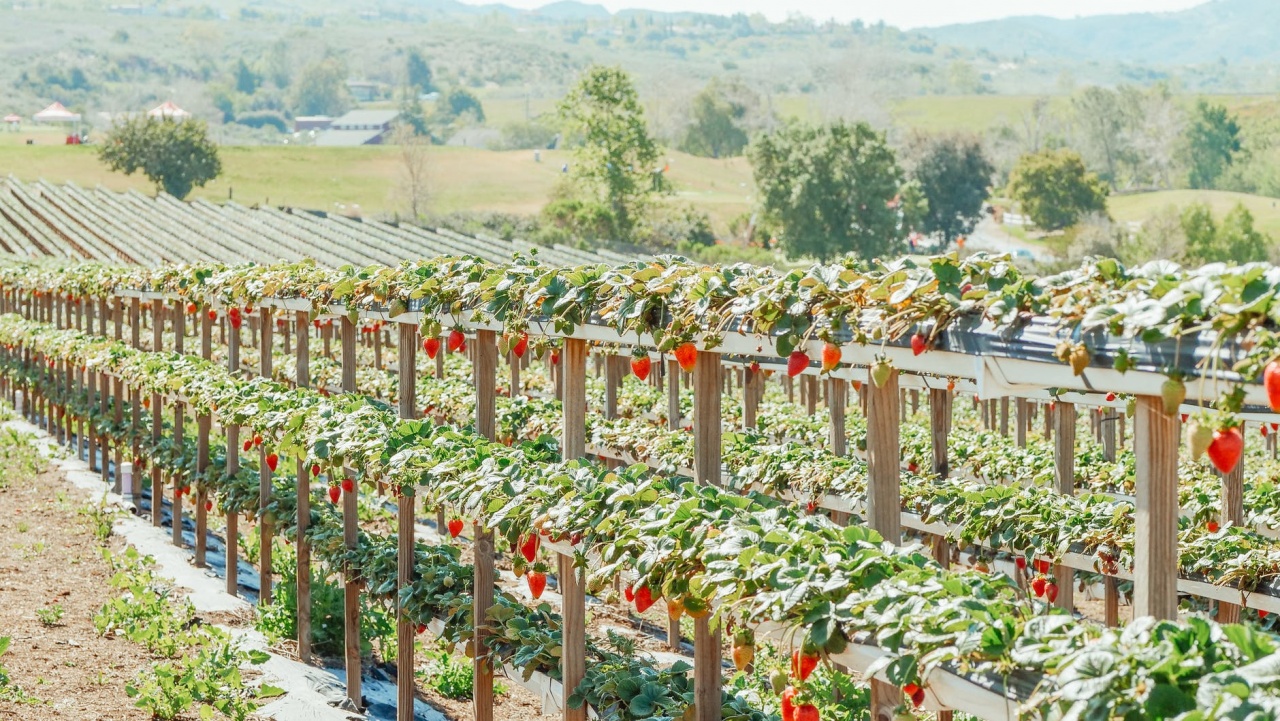 Agricoltura sostenibile: piccoli peptidi e RNA a doppio filamento un'alternativa ai fungicidi