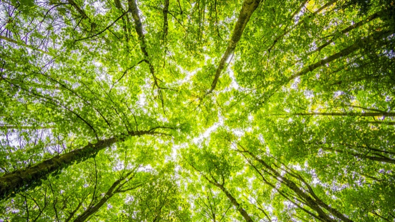 Capgemini pianterà 20 milioni di alberi entro il 2030 