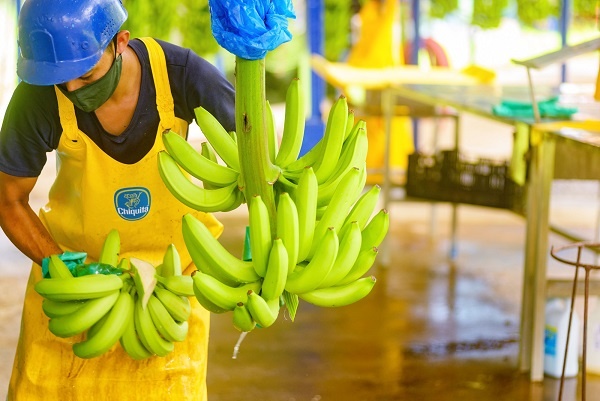 Chiquita annuncia il nuovo report di sostenibilità 2021-2022