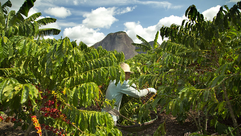 Nestlé lancia il Nescafé Plan 2030 per promuovere l’agricoltura rigenerativa