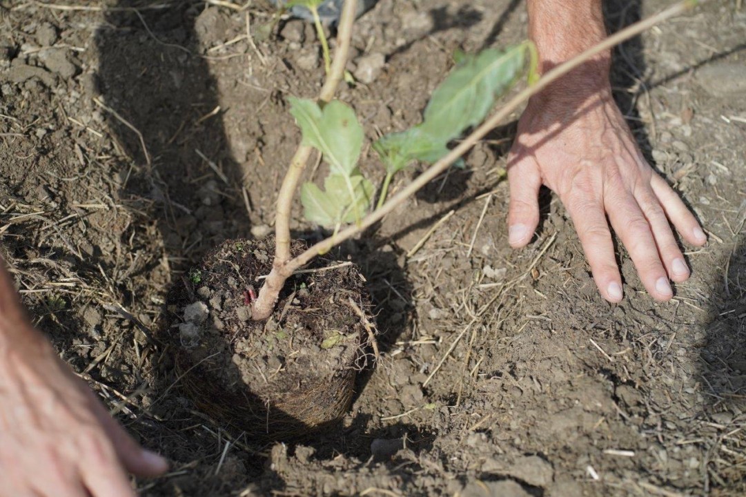 Pomì per l’ambiente: non pomodoro, ma salici e querce