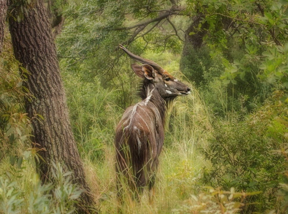 Eni: un progetto per la protezione delle foreste del Parco del Grande Limpopo in Mozambico