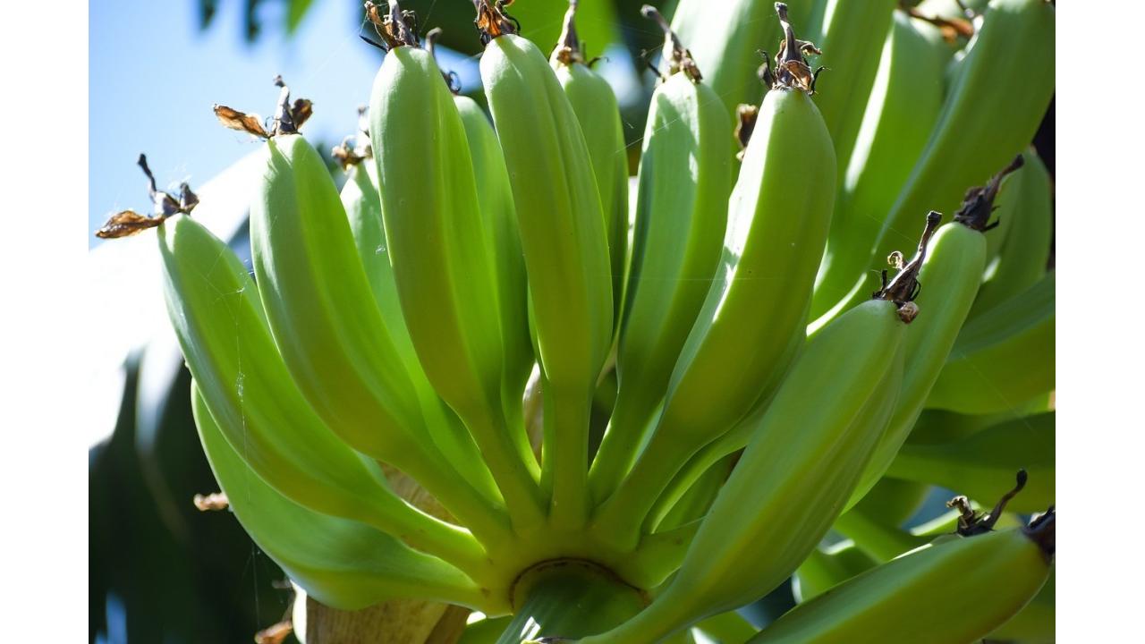 Chiquita presenta il Report di Sostenibilità 2024-2025